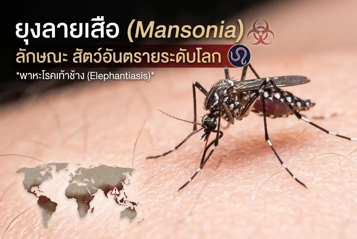 ยุงลายเสือ ลักษณะ สัตว์อันตรายระดับโลก